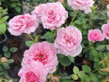 推荐几个浓香的微型月季品种