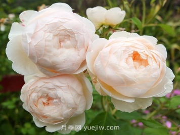 温德米尔月季介绍和优缺点