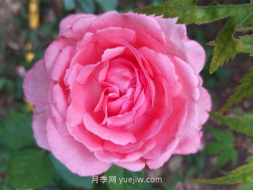 花宫娜月季介绍和优缺点