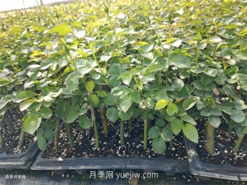 月季苗，南阳月季小苗用于全国各地的月季繁育基地