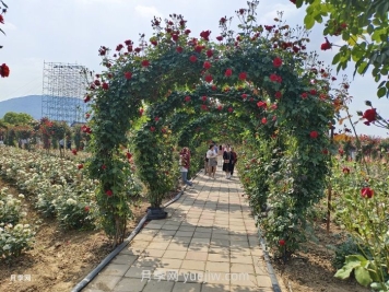 夏季很多月季和花木快速衰弱死亡，是什么原因？