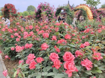 园林花木景观应用