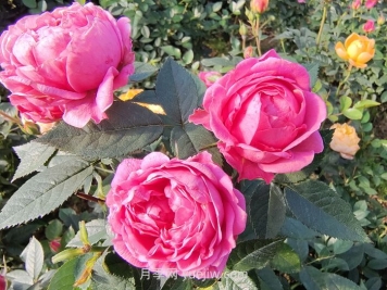 盘点西南地区七大花木市场