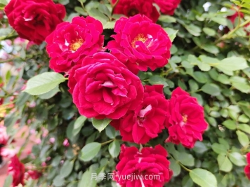 2025年生存下去，花木行业如何成功转型？