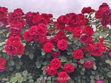 推荐最值得入手的爬墙月季品种