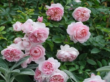 漂亮的玉兔月季介绍和优缺点