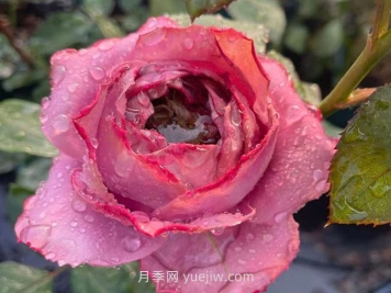 蓝瓷花瓶月季介绍和优缺点