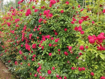 红木香月季盆栽还是地栽好？