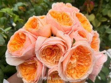 什么是切花月季？切花有哪些品种?