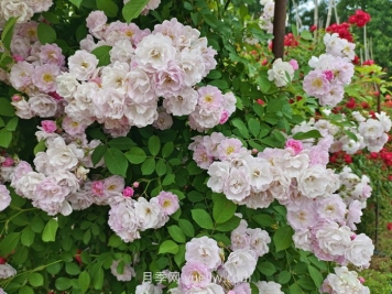 蔷薇花什么时候开花，花期有多久？