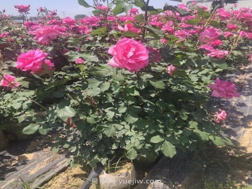 夏季月季修剪不当为什么会死？