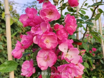 推荐适合阳台种植的藤本月季品种