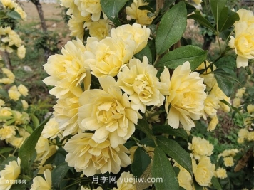 黄木香多久可以开花？黄木香怎样才能多开花呢？