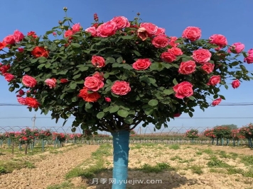 安徽适合种植月季吗？