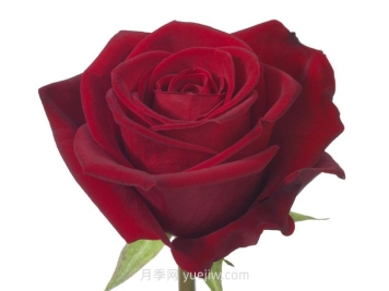 斯卡拉塔月季介绍与优缺点