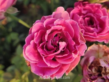 紫玉黛玉月季介绍和优缺点