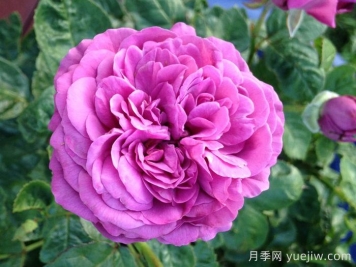 梅子色完美月季介绍和优缺点