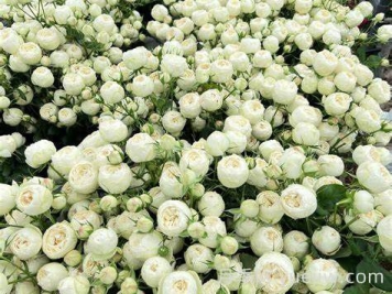 曼斯菲尔德白色庄园月季介绍和优缺点