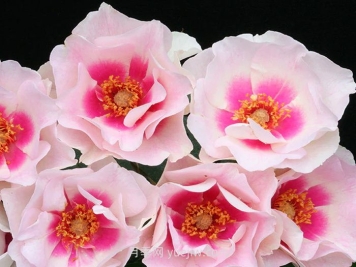 公牛的眼睛月季介绍和优缺点