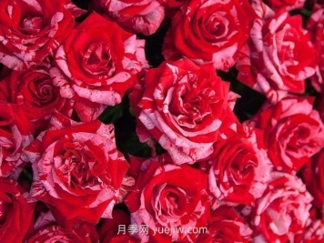 21朵玫瑰花的花语是什么？