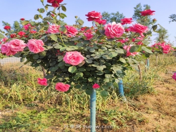 6公分的树状月季多少钱一棵？