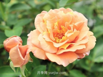 拉芬波特月季介绍和优缺点