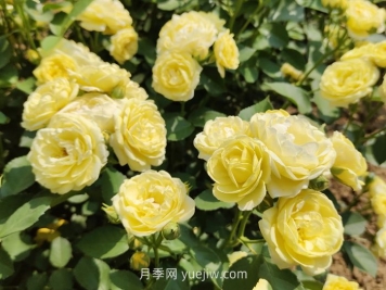 月季花的习性，要求什么样的种植环境？