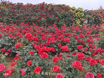 月季的种植基础知识集