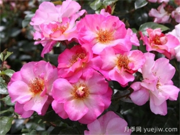 碧玺电气石月季介绍和优缺点