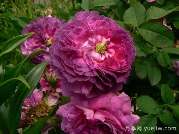 克雷西美人月季介绍和优缺点