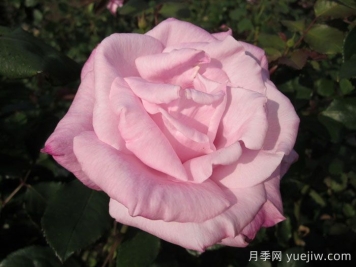 桃香月季介绍和优缺点