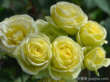 奶油龙沙宝石月季是藤本还是灌木？