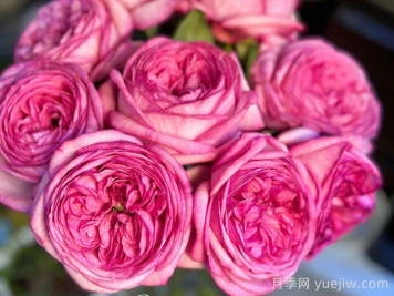 伊芙妖艳月季介绍和优缺点