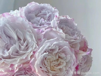 贝拉琳达仙女月季介绍和优缺点