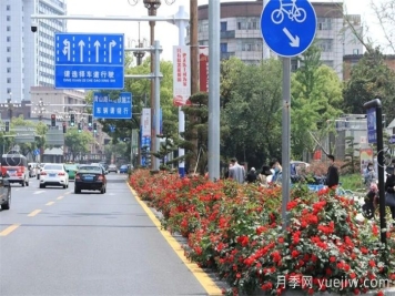 南昌30条月季大道 300万株月季满城飘香