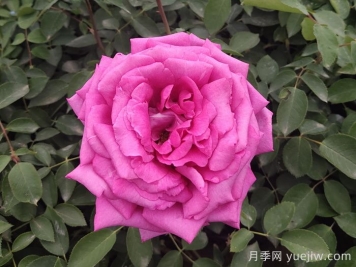 月季，市花之最，东西方的混血美人