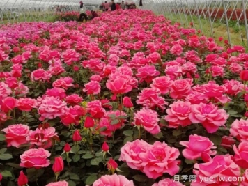 香飘九州，南阳月季何以花满天下？