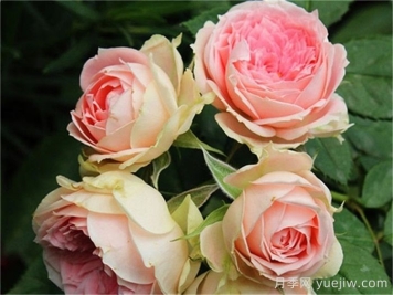 福音，新手的8种月季病虫害从来不担心