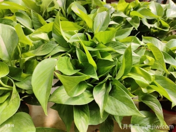 50种常见花卉绿植的养护指南