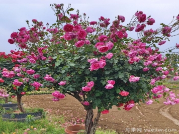 园林绿化乔灌木修剪造型和修剪规范