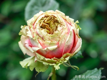 3个僵尸月季品种，花苞打不开，选择需谨慎