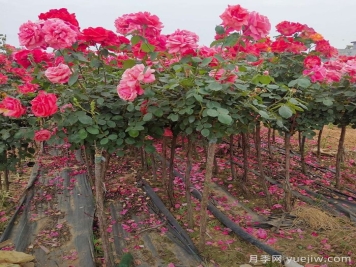 影响树状月季嫁接生活率的五大因素，你了解几个？