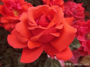 五种大花月季品种，花香浓郁，花朵巴掌大