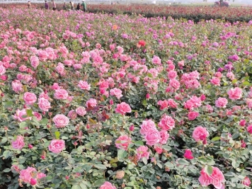 绿化苗木行业出现转折时期