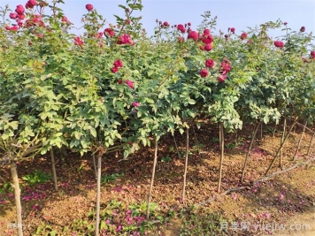 月季积水掉叶光杆怎么补救？