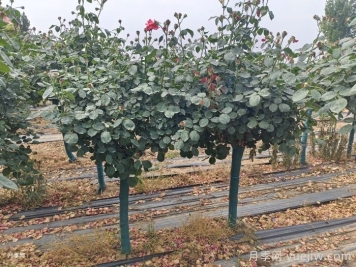 古桩月季树的夏季管理技术