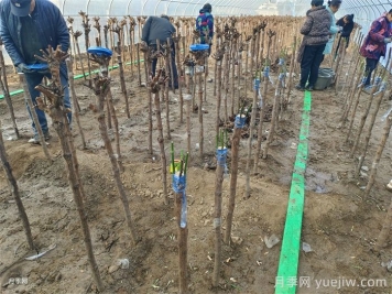 砧木与接穗，如何影响月季嫁接成活的？