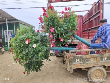 苗木行业需不需要苗贩子经纪人