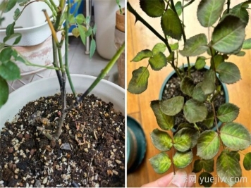 夏天月季经常黑杆黄叶，3个方面来解决