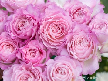 杏苑雪晴月季介绍和优缺点